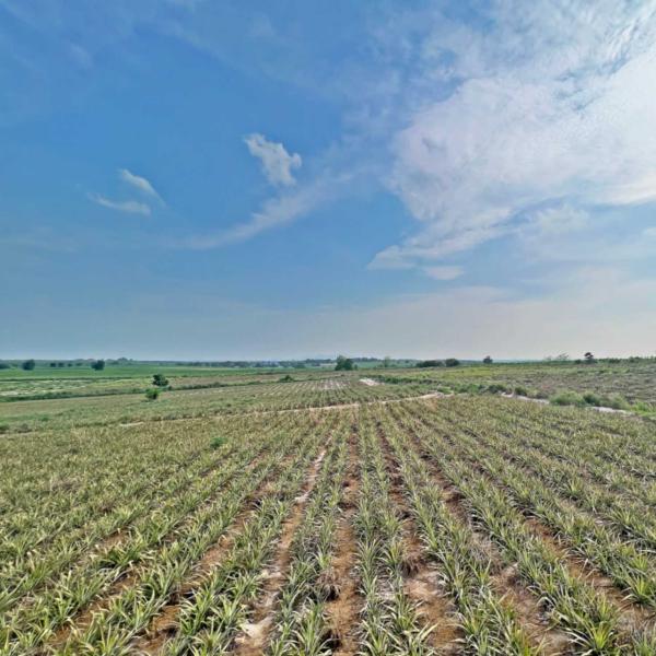 Land for sale in Rayong Land for sale in Pluak Daeng Land for sale